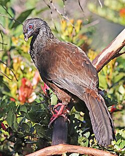 Andean Guan JCB