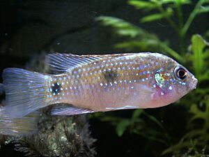 Anomalochromis thomasi 2.jpg