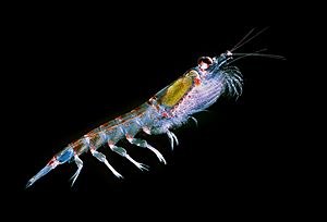 Antarctic krill (Euphausia superba)