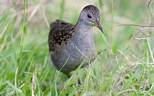 Ash-throated Crake