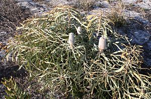 Banksia prionotes prost cult small