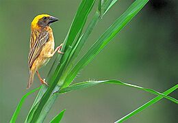 Baya Weaver 001