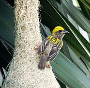 Baya Weaver Gobi