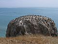 Bird Island, Qinghai Lake