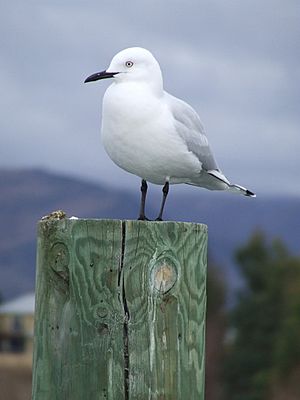 Black-billed Gull (5)