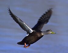 Blackduck