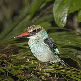 Blue-breasted kingfisher (Halcyon malimbica dryas)