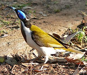 BlueFacedHoneyeater-Aust Redphoenix