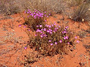 Calandrinia balonnensis habit.jpg