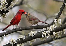 Cardinalis cardinalis in Cercis canadensis