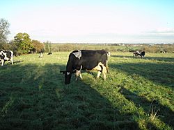 Cheshire Cattle