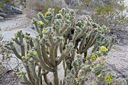 Cholla Anza Borrego