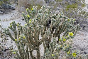 Cholla Anza Borrego