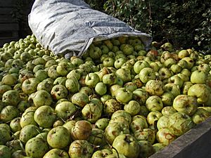 Cider Apples (21600773933)