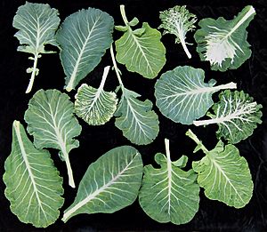 Collard Leaves