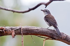 Colluricincla harmonica -Tasmania-8