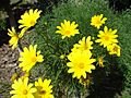 Coreopsis gigantea 6.JPG