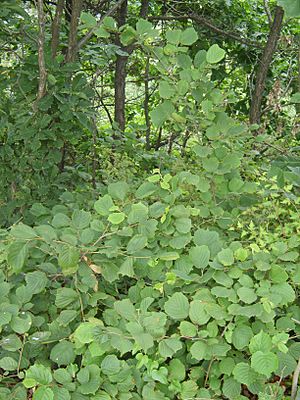 Corylus heterophylla.JPG