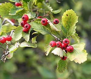 Crataegus chrysocarpa 01.jpg