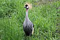 Crowned Crane at DZS