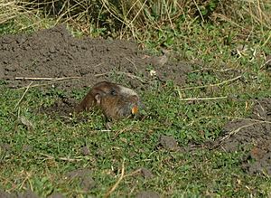 Ctenomys tuconax 38864099.jpg