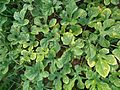 Cucumis anguria, Leaves