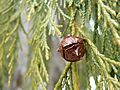 Cupressus nootkatensis 43603