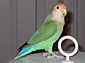 DenglerSW-Peach-faced-Lovebird-20051026-1280x960