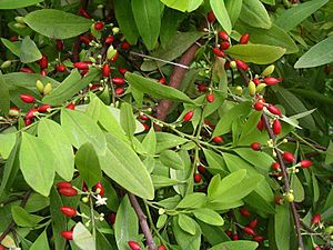 Erythroxylum novogranatense var. Novogranatense (retouched).jpg