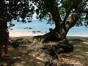 Etty Bay Cassowary 4