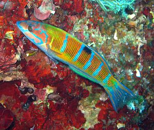 Female Thalassoma pavo.JPG