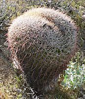 Ferocactus cylindraceus weird