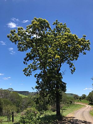 Flindersia xanthoxyla habit