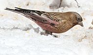 Gray-crowned Rosy-Finch