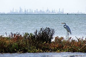 Great Egret Nueces Bay