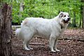 Great Pyrenees Mountain Dog