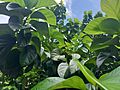 Green avocado foliage (Persea americana)