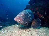 Grouper1