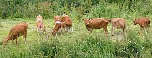 Guernsey cattle