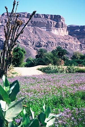 Hadramaut