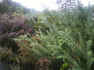 Heather and gorse