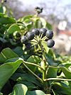 Hedera helix1.JPG