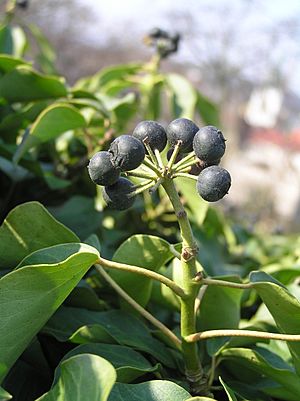 Hedera helix1.JPG