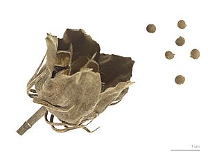 Hibiscus moscheutos MHNT.BOT.2007.52.5