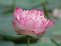 Indian Lotus (Nelumbo nucifera)