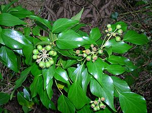 Ivy fruits