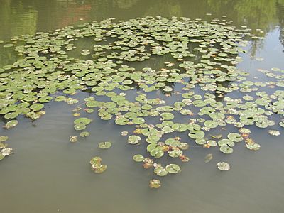 Japanese garden water 5