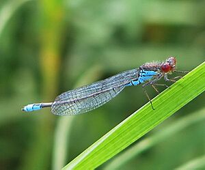 Kleines Granatauge (Erythromma viridulum) male.jpg