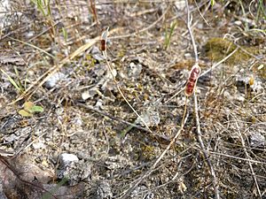 Leavenworthia uniflora.jpg