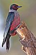 Lewis's Woodpecker.jpg